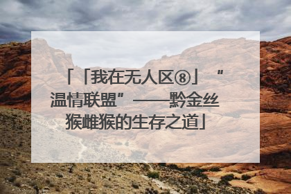 「我在无人区⑧」“温情联盟”——黔金丝猴雌猴的生存之道