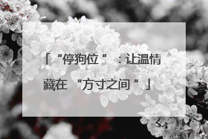 “停狗位 ”：让温情藏在 “方寸之间 ”
