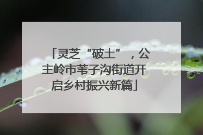 灵芝“破土”，公主岭市苇子沟街道开启乡村振兴新篇