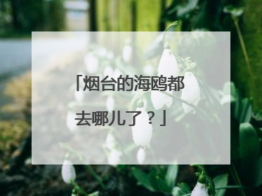 烟台的海鸥都去哪儿了？