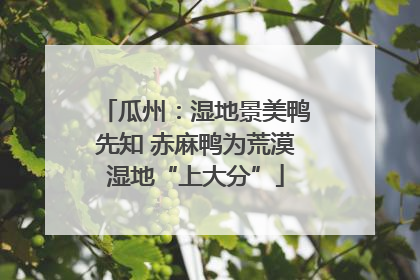 瓜州：湿地景美鸭先知 赤麻鸭为荒漠湿地“上大分”