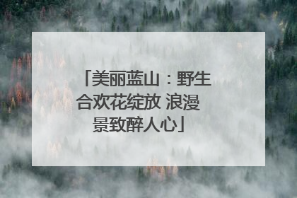 美丽蓝山：野生合欢花绽放 浪漫景致醉人心