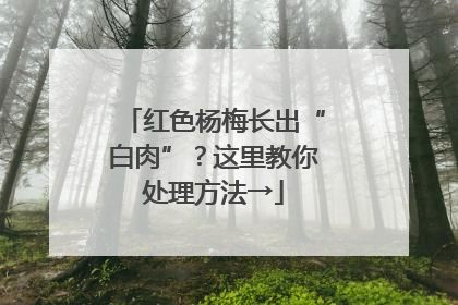 红色杨梅长出“白肉”？这里教你处理方法→