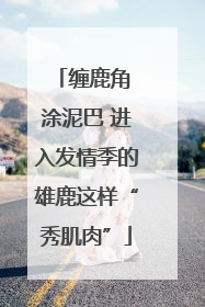 缠鹿角 涂泥巴 进入发情季的雄鹿这样“秀肌肉”