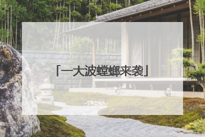一大波螳螂来袭
