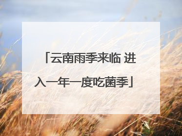 云南雨季来临 进入一年一度吃菌季
