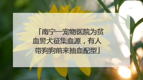 南宁一宠物医院为贫血警犬征集血源，有人带狗狗前来抽血配型