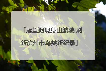 冠鱼狗现身山航院 刷新滨州市鸟类新纪录