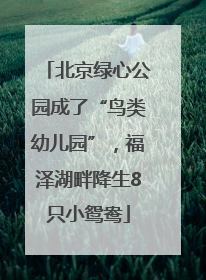 北京绿心公园成了“鸟类幼儿园”，福泽湖畔降生8只小鸳鸯