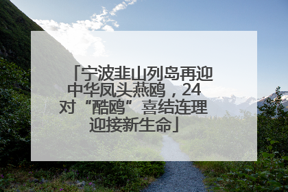 宁波韭山列岛再迎中华凤头燕鸥，24对“酷鸥”喜结连理迎接新生命