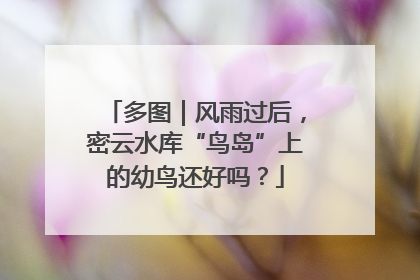 多图｜风雨过后，密云水库“鸟岛”上的幼鸟还好吗？