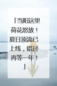 当阳这里荷花怒放！夏日顶流已上线，错过再等一年！