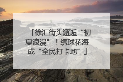徐汇街头邂逅“初夏浪漫”！绣球花海成“全民打卡地”
