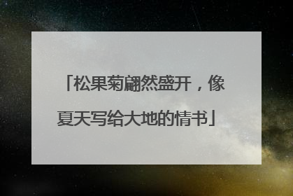 松果菊翩然盛开，像夏天写给大地的情书