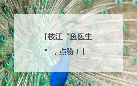 枝江“鱼医生”，点赞！