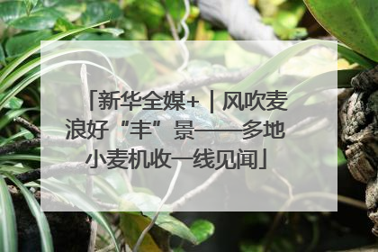 新华全媒+｜风吹麦浪好“丰”景——多地小麦机收一线见闻