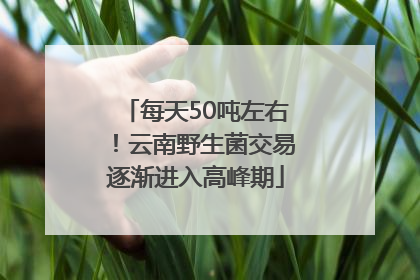 每天50吨左右！云南野生菌交易逐渐进入高峰期