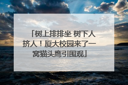 树上排排坐 树下人挤人！厦大校园来了一窝猫头鹰引围观