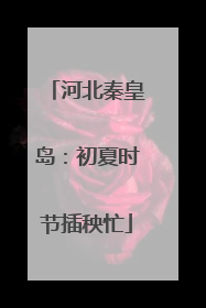 河北秦皇岛：初夏时节插秧忙