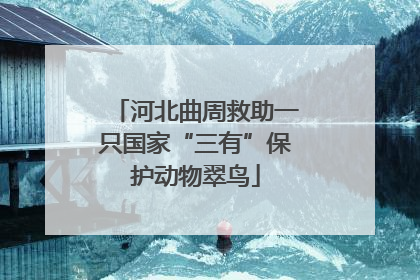 河北曲周救助一只国家“三有”保护动物翠鸟