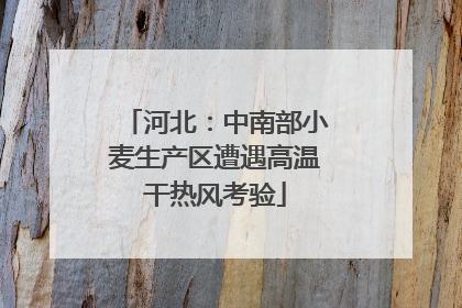河北：中南部小麦生产区遭遇高温干热风考验