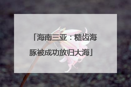 海南三亚：糙齿海豚被成功放归大海
