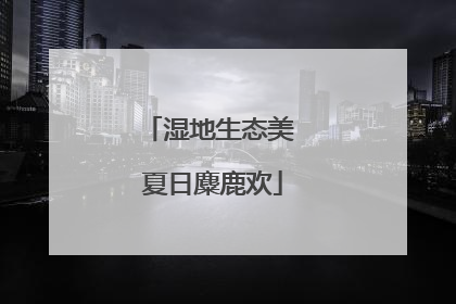 湿地生态美 夏日麋鹿欢