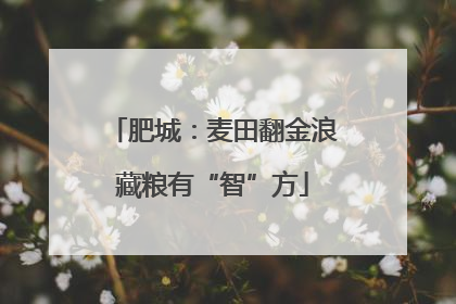 肥城：麦田翻金浪藏粮有“智”方