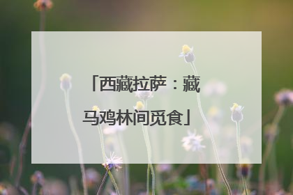 西藏拉萨：藏马鸡林间觅食