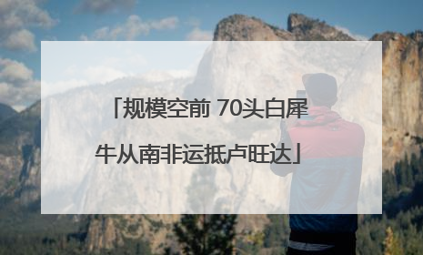 规模空前 70头白犀牛从南非运抵卢旺达