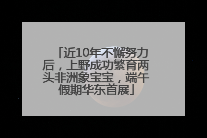 近10年不懈努力后，上野成功繁育两头非洲象宝宝，端午假期华东首展