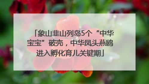象山韭山列岛5个“中华宝宝”破壳，中华凤头燕鸥进入孵化育儿关键期