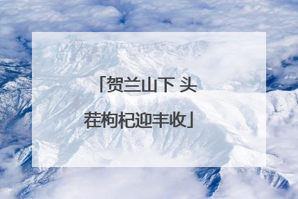 贺兰山下 头茬枸杞迎丰收