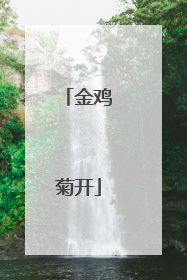 金鸡菊开