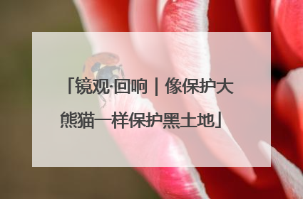 镜观·回响｜像保护大熊猫一样保护黑土地