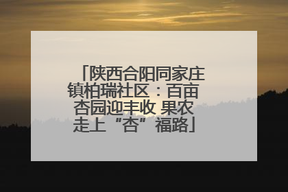 陕西合阳同家庄镇柏瑞社区：百亩杏园迎丰收 果农走上“杏”福路