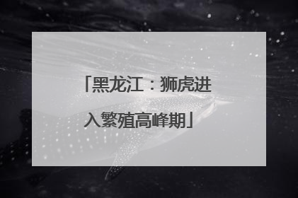 黑龙江：狮虎进入繁殖高峰期