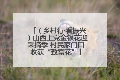 （乡村行·看振兴）山西上党金银花迎采摘季 村民家门口收获“致富花”