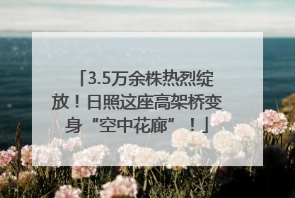 3.5万余株热烈绽放！日照这座高架桥变身“空中花廊”！